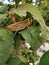 Large brown and green grasshopper after eating leaf taking rest