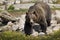 A large brown grizzly bear at the Grizzly and Wolf Discovery Center in West Yellowstone Montana.