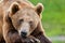 Large brown grizzly bear resting his head on his massive paw