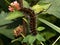 Large brown hairy caterpillar on the plant. Macrothylacia rubi, the fox moth
