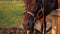 Large brown harnessed domestic horse with bridle stands