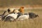 Large brown hen with guinea fowls