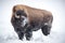 Large brown, horned bison, buffalo, covered in snow in Yellowstone