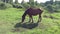 Large brown horse grazes on a meadow. Rural landscape. Zoom in camera. Horse eats grass and away insects waving tail and