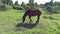 Large brown horse grazes on a meadow. Rural landscape. Zoom out camera. Horse eats grass and away insects waving tail