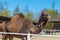 Large brown humped camel on a paddock farm