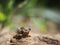 Large brown insect making loud noise, tropical Cicada Platypleura