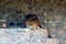 A large brown lion lies on the stones near the wall