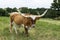 Large brown Longhorn bull with long, curved horns