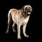 Large brown mastiff dog