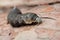 A large brown moth caterpillar