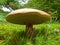 Large Brown Mushroom At The Forest Edge