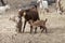 Large brown nanny goat with babies in pasture field, surrounded by herd.