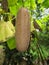 Large brown overripe cucumber on bush at summer