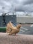 A large brown Purebred pigeon sitting on granite embankment oncity landscape Avrora ship background. St-Petersburg Russia