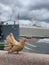 A large brown Purebred pigeon sitting on granite embankment oncity landscape Avrora ship background. St-Petersburg Russia