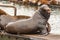 large brown sealion sitting up on wooden dock