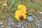 Large Brown Slug and Dandelion