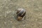 A large brown snail with horns on concrete. Roman, Burgundian or escargot snail. Close-up.