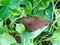 Large brown Spanish snail (arion vulgaris) on grass, close-up.