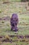 a large brown warthog standing on top of a grass covered field