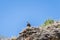 Large brown white-headed Griffon Vulture sitting on a cliff and watching