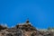 Large brown white-headed Griffon Vulture sitting on a high cliff and looking up