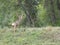 Large Buck Deer Boulder Colorado City limits