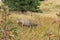 Large buck eating grass on hillside