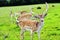 Large Buck Fallow Deer