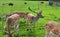 Large Buck Fallow Deer