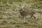 Large buck whitetail deer