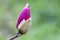 a large Bud of pink Magnolia grows on a tree on a spring day in a garden in Europe . rosebud and large green leaves on