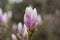 a large Bud of pink Magnolia grows on a tree on a spring day in a garden in Europe . rosebud and large green leaves on