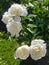 Large buds of white blooming peonies