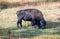 Large buffalo eating grass in Yellowstone