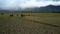 Large Buffalo Herd on Rice Farm Fields near Hills
