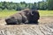 Large buffalo resting up on the ground