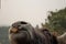 Large buffalo sticking out its tongue and looking up