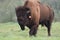 LARGE BUFFALO , STROLLING IN THE PARK