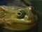 Large bulging eyes of a green frog watching attentively from the reservoir