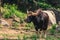 A large bull with big horn standing.