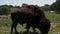 Large bull bison grazing in field