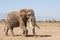 Large Bull Elephant in Amboseli, Kenya