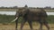 A large bull elephant at amboseli national park