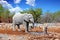 Large Bull Elephant and a Common Zebra next to a waterhole in Namibia