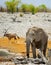 A large Bull Elephant with a Gemsbok Oryx in the background