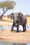 Large Bull Elephant with a huge Tusk stands near an acacia tree