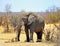 Large Bull Elephant standing amongst the dry bushveld in Hwange National Park