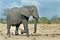 Large Bull Elephant strolling on the plains in Hwange National Park